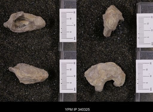 Gryphaea marcoui