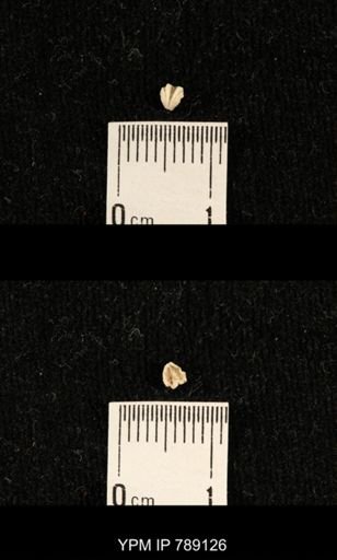 undet. Brachiopoda