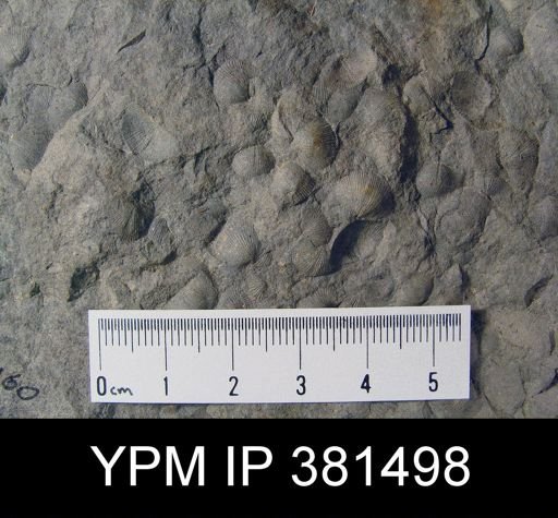 Devonochonetes sp.