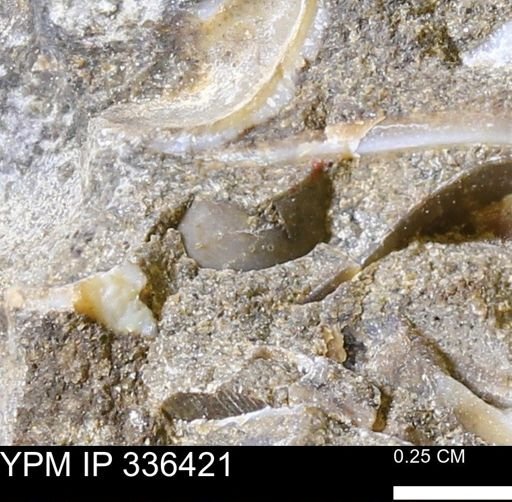 undet. Mollusca