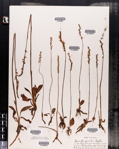 Spiranthes gracilis