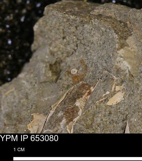 undet. Mollusca