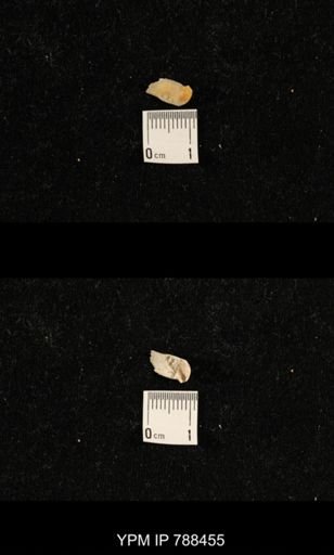 undet. Brachiopoda
