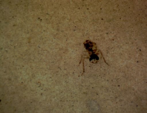Hymenoptera?
