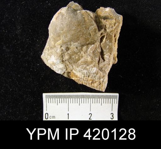 undet. Brachiopoda
