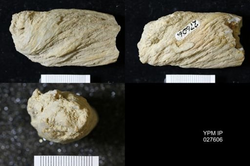 Strobilospongia