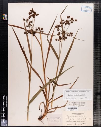 Scirpus hattorianus