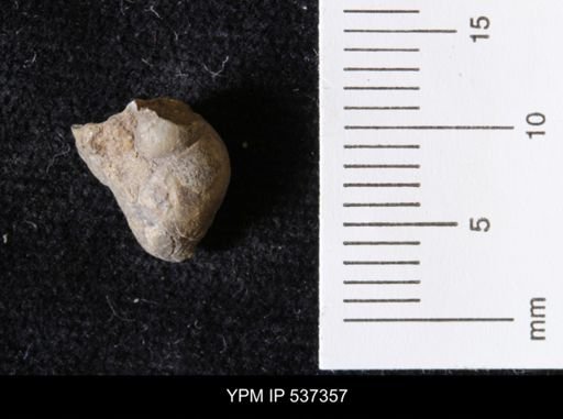 Goniobasis ortmanni