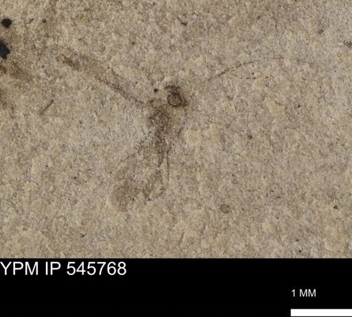 Diptera?
