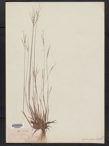 Digitaria filiformis