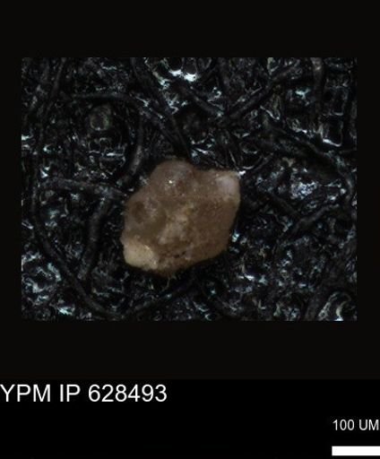 undet. Foraminiferida