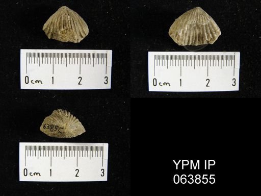 Trigonirhynchia tennesseensis