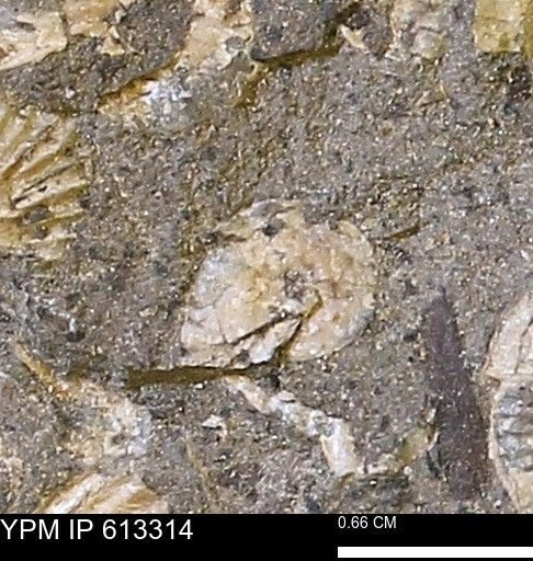 Scaphites sp.