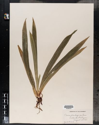 Carex