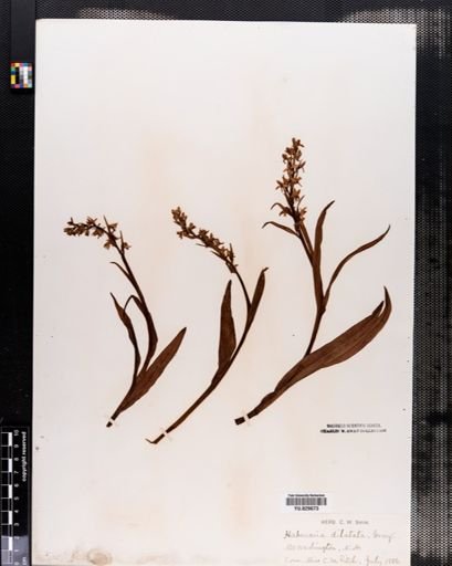 Habenaria
