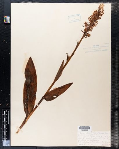 Habenaria psycodes