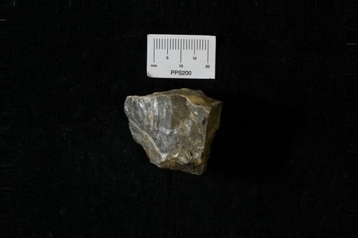 Bivalvia