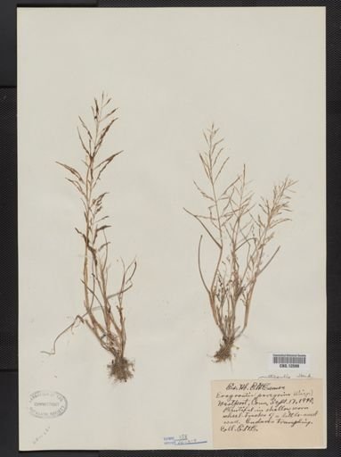 Eragrostis multicaulis