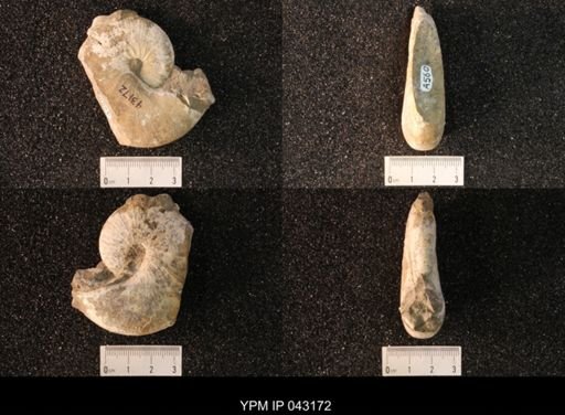 Hoploscaphites nicolletii
