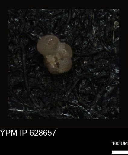 undet. Foraminiferida