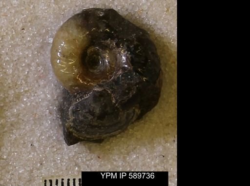 Jeletzkytes nebrascensis