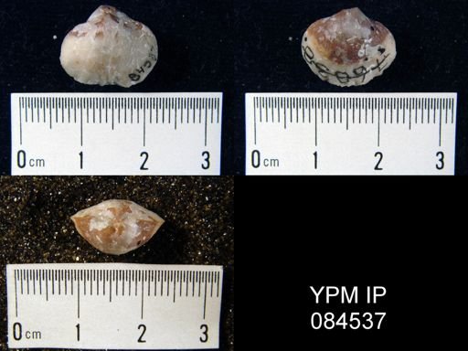 Gypidula simplex
