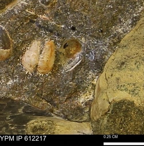 Nuculanidae?