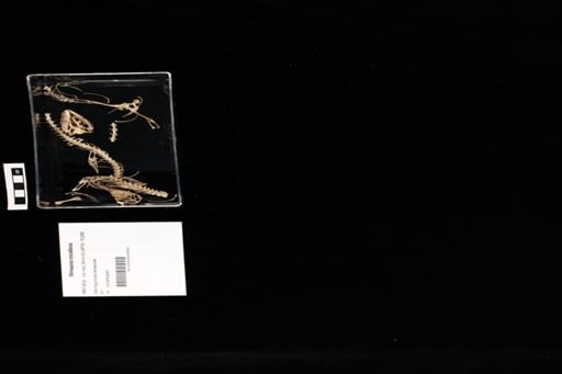 Shinisaurus crocodilurus