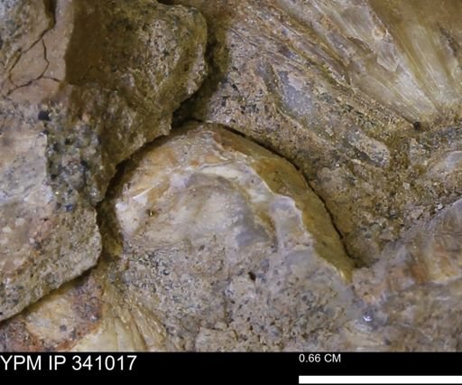 Corbicula sp.