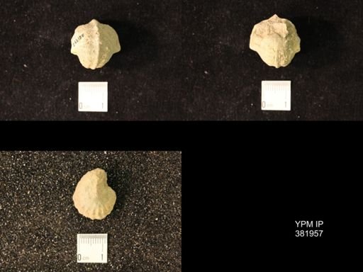Pharkidonotus percarinatus tricarinatus