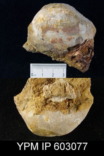 Gigantoproductus cf. latissimus