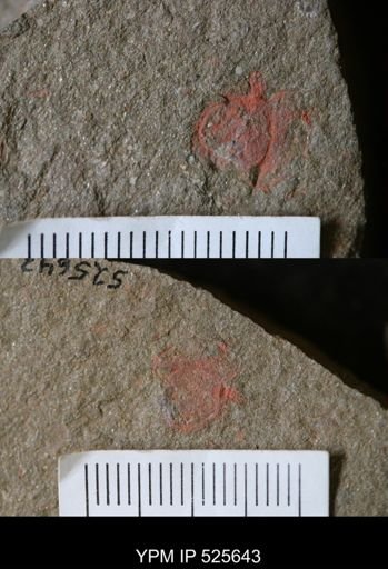 Chauvelicystis sp.