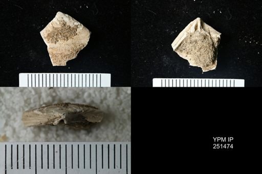 Astarte cuneiformis