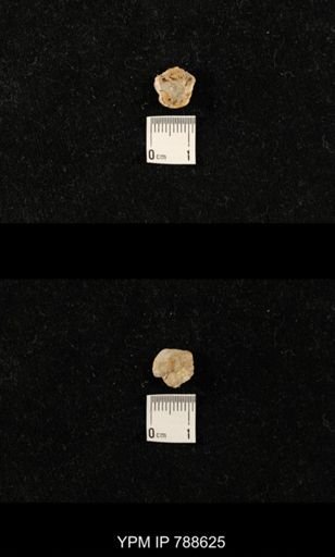 undet. Brachiopoda