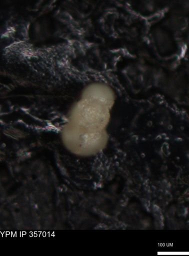 undet. Foraminiferida