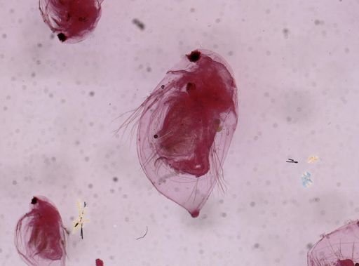 Daphnia rosea
