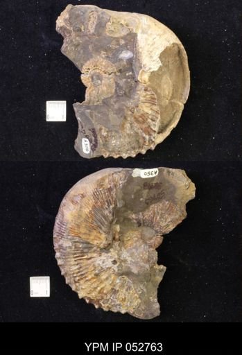 Jeletzkytes nebrascensis