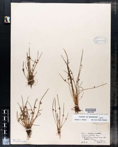 Scirpus smithii