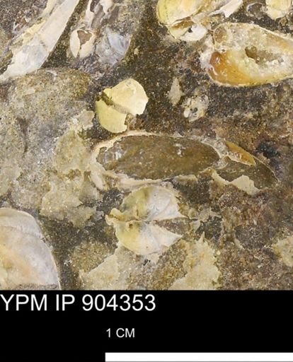 undet. Mollusca