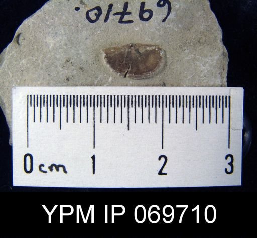 Plectambonites sericeus