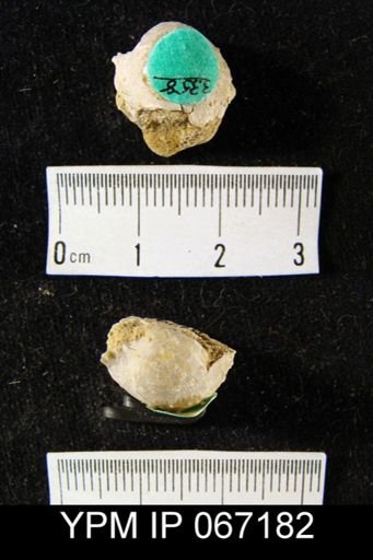 Productella hallana