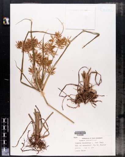 Cyperus esculentus