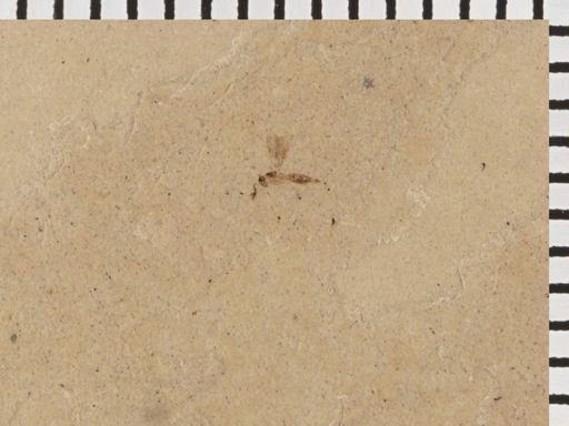 undet. Diptera