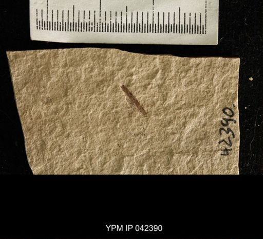undet. Hexapoda