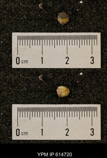 Limopsis striatopunctatus