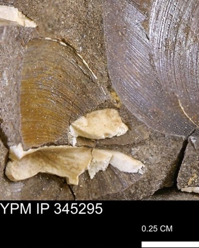 Limopsis striatopunctatus