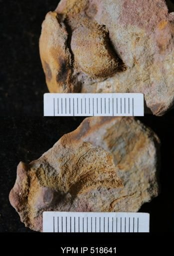 undet. Echinodermata