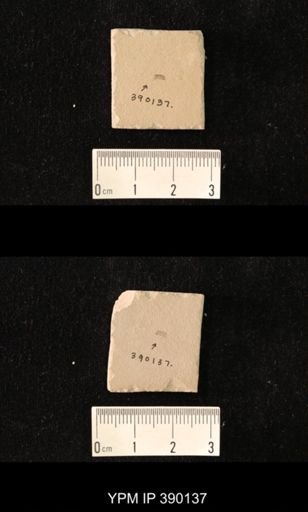undet. Mordellidae