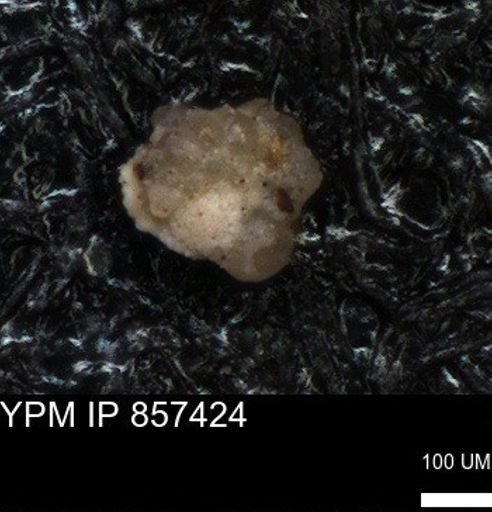 undet. Foraminiferida