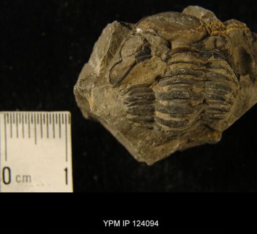 Phacops rana